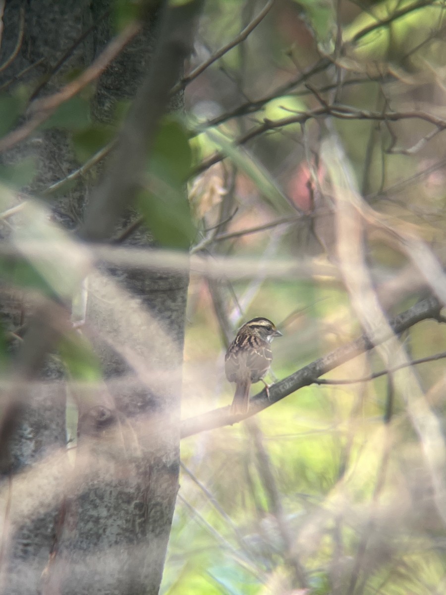 White-throated Sparrow - ML642654548