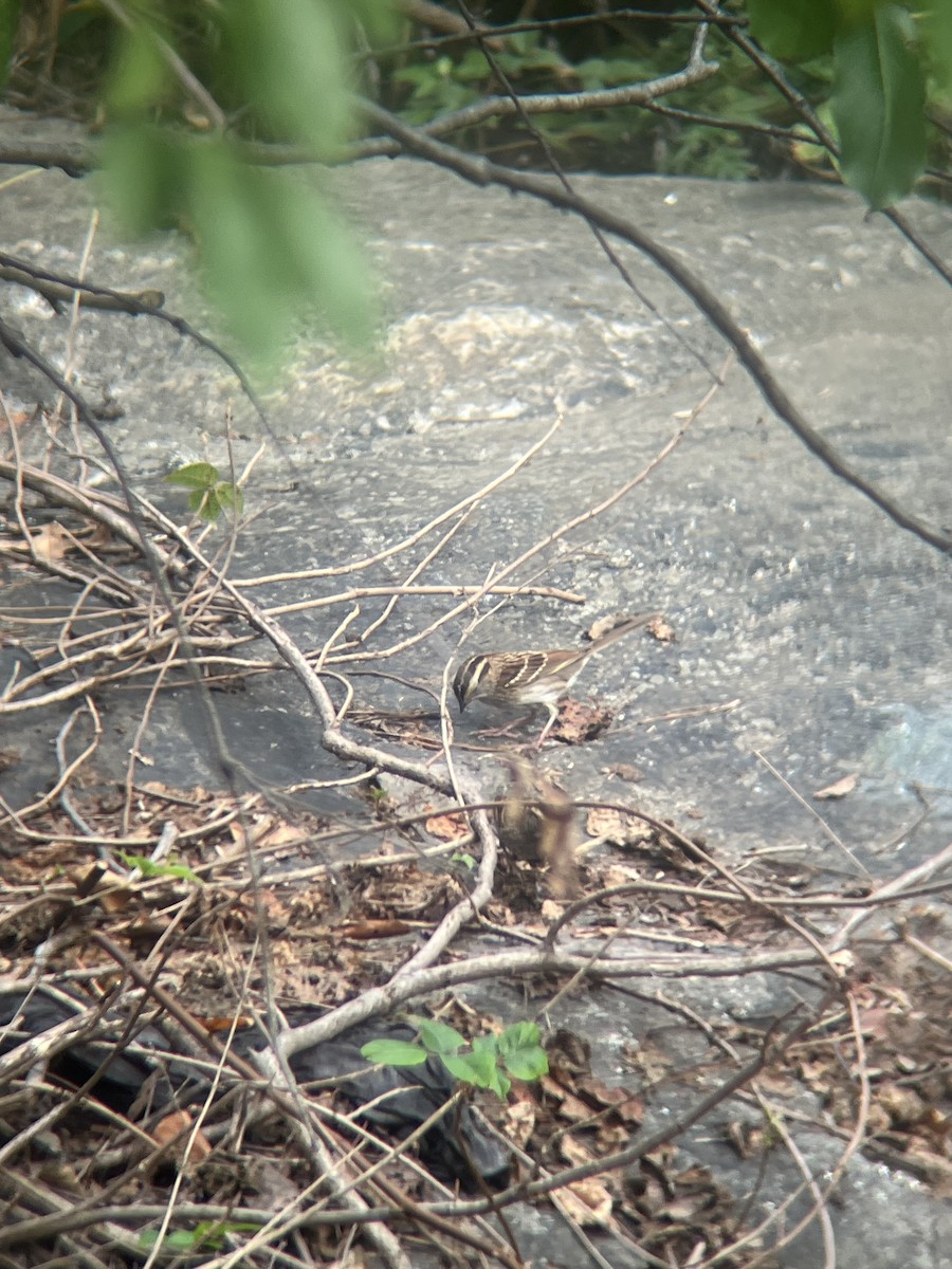 White-throated Sparrow - ML642654549