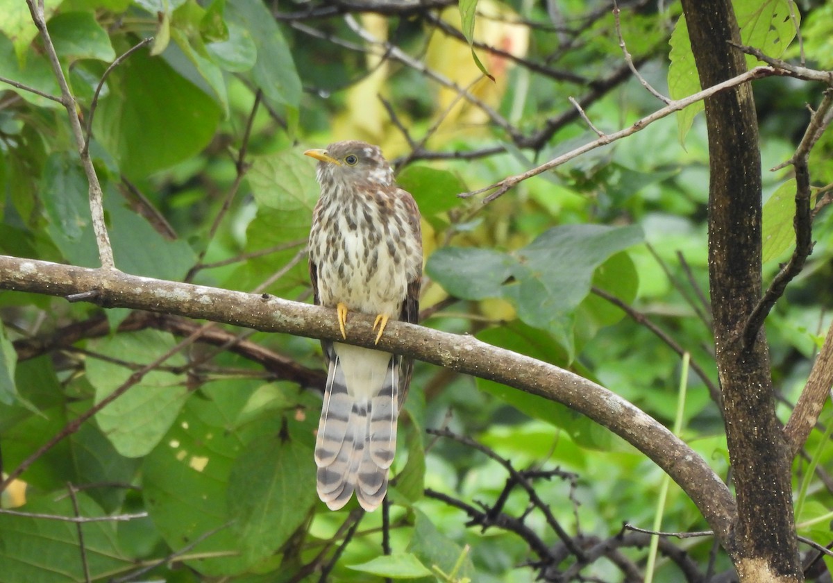 Common Hawk-Cuckoo - ML642654551