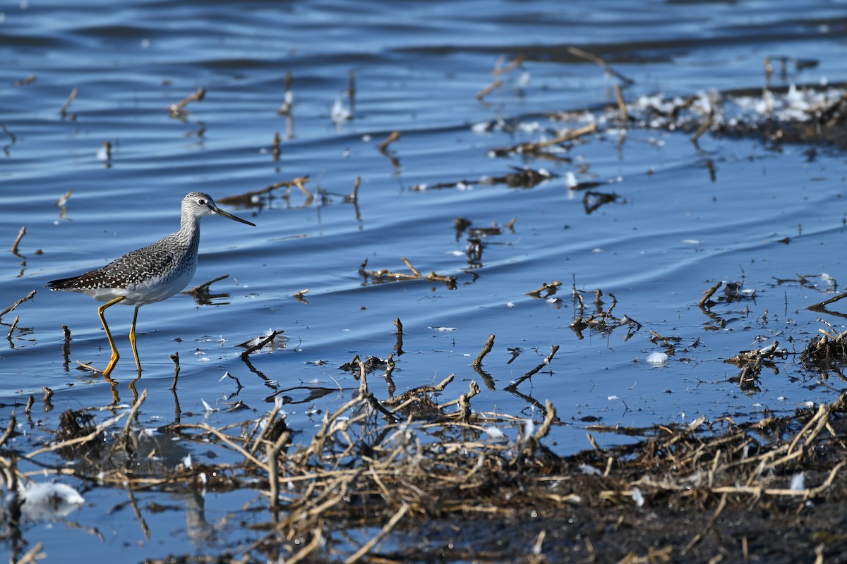 Greater Yellowlegs - ML642654552