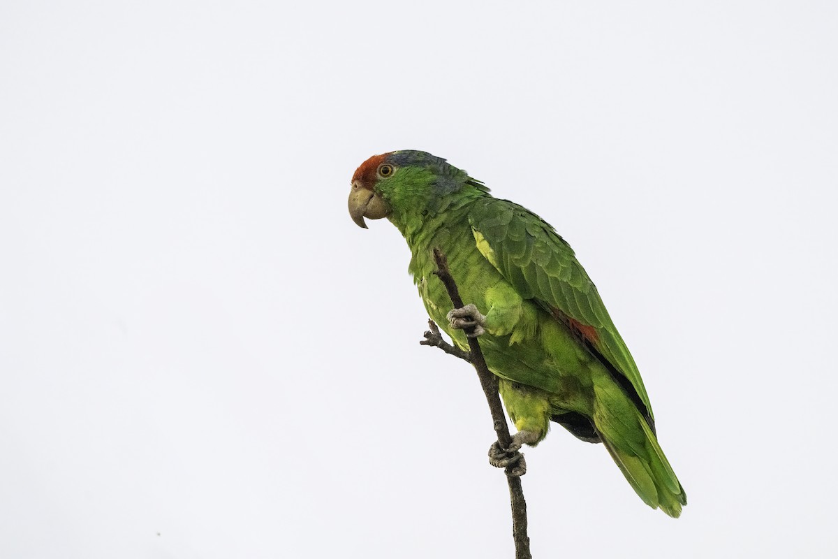Red-crowned Amazon - ML642654556