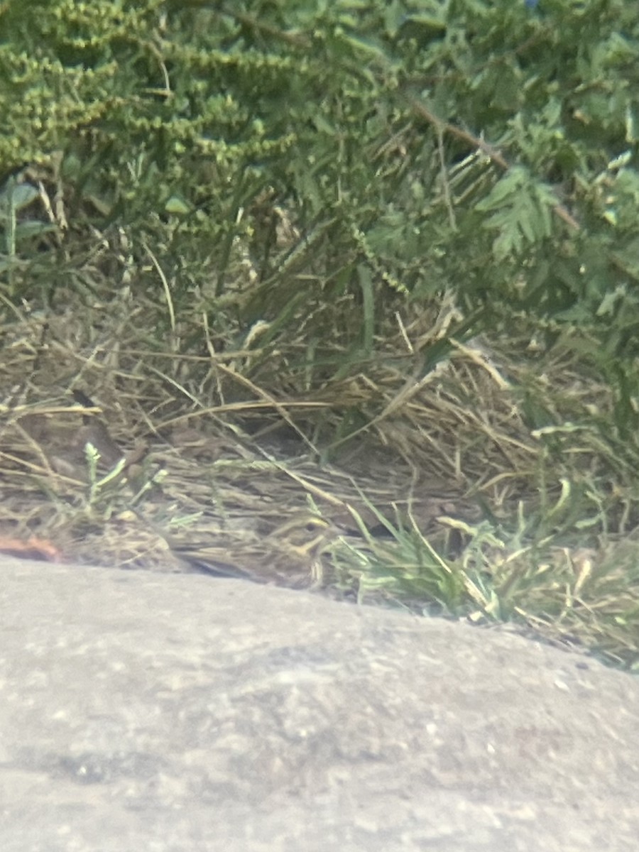 Savannah Sparrow - ML642654566