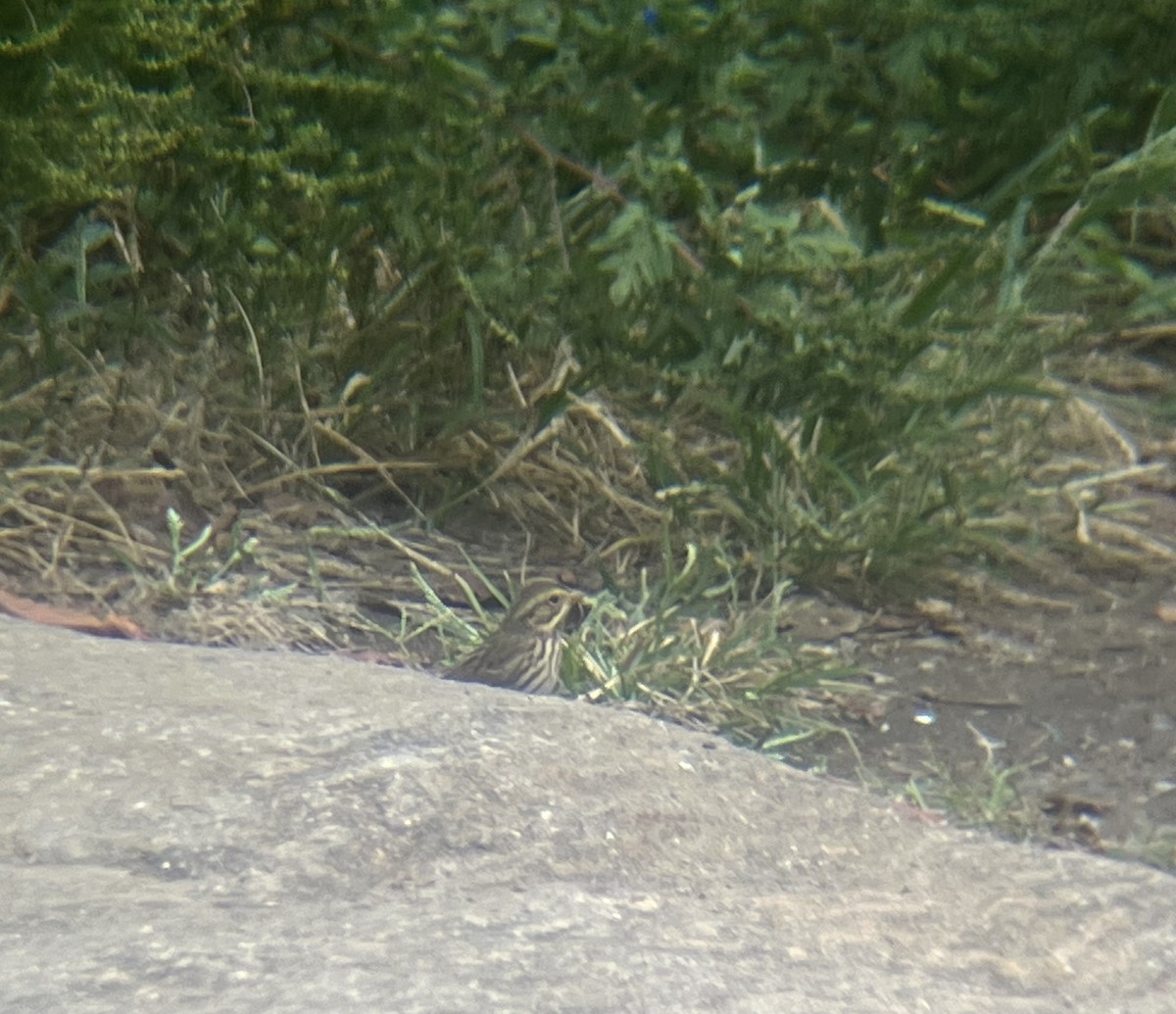 Savannah Sparrow - ML642654567