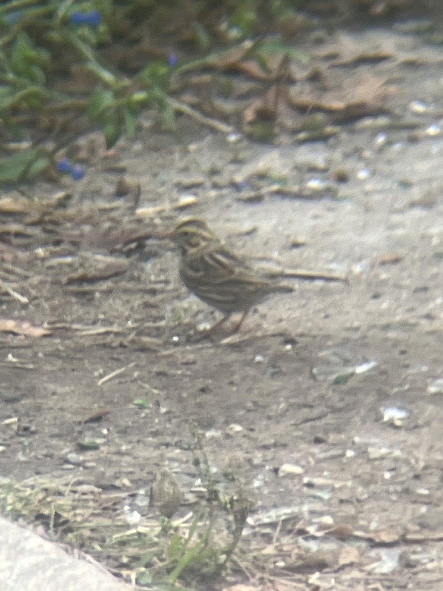 Savannah Sparrow - ML642654568