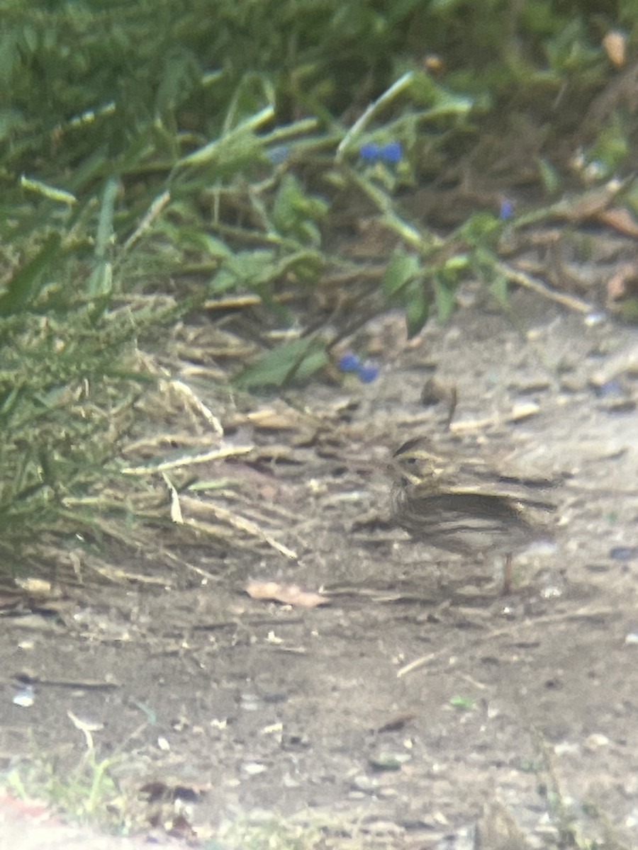 Savannah Sparrow - ML642654569