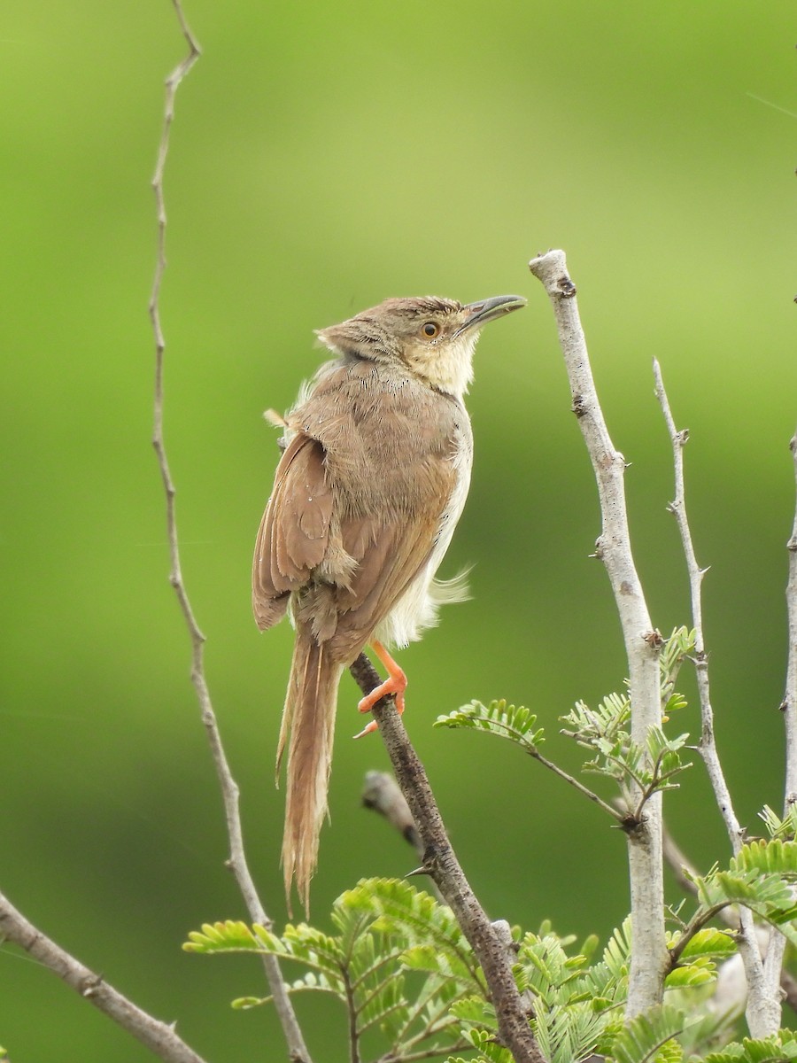 Jungle Prinia - ML642654573