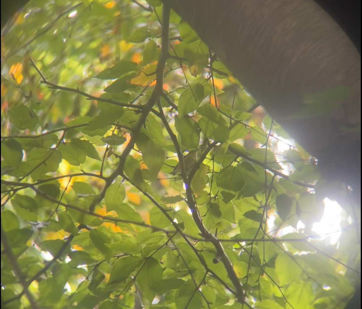 Tennessee Warbler - ML642654584