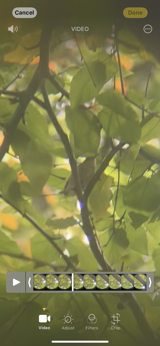 Tennessee Warbler - ML642654585