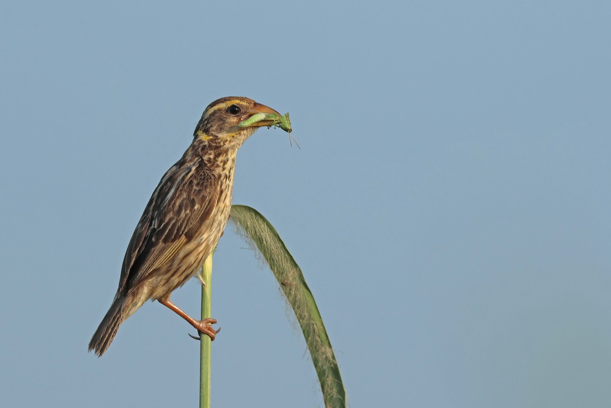 Streaked Weaver - ML642654591