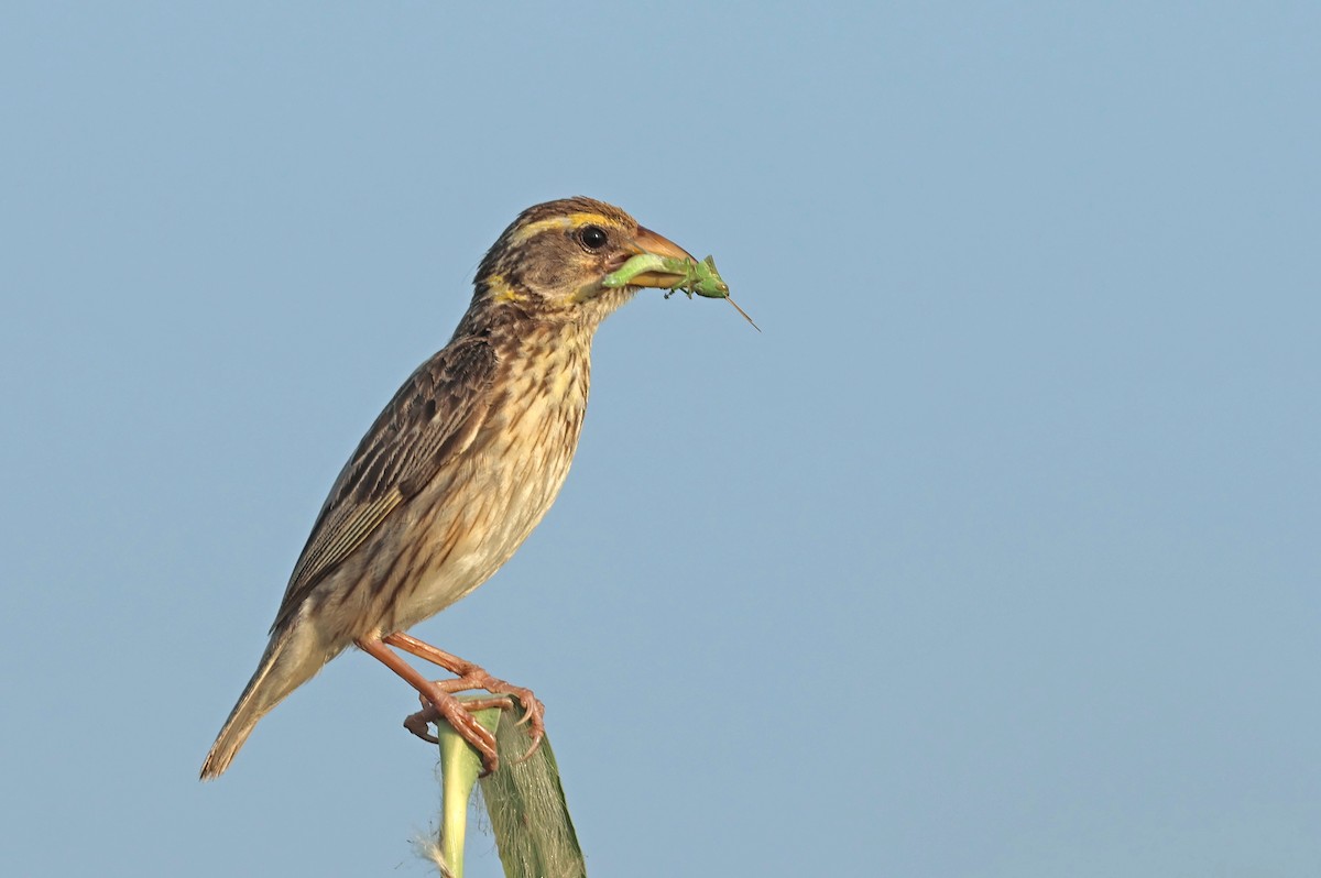 Streaked Weaver - ML642654592