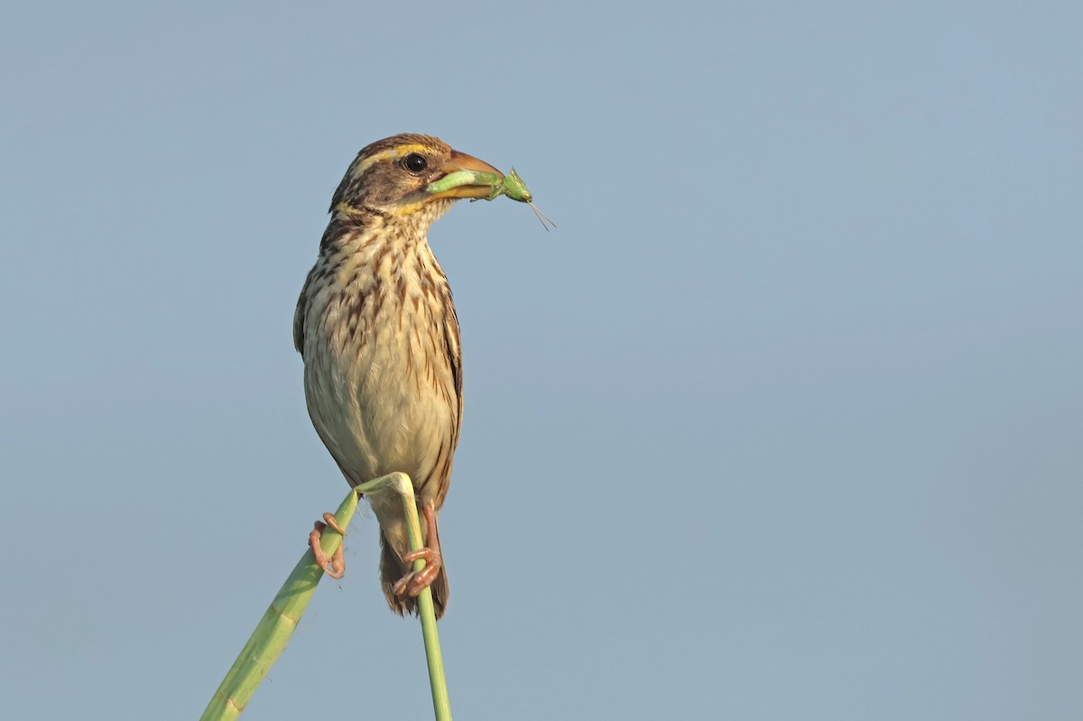 Streaked Weaver - ML642654593