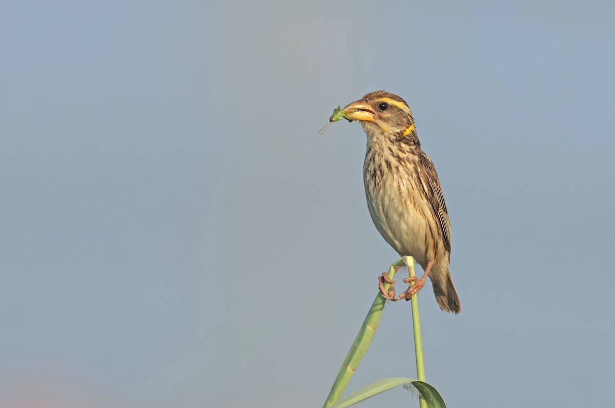 Streaked Weaver - ML642654594