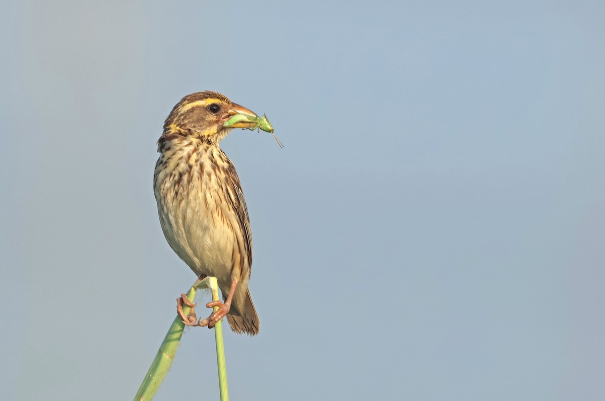 Streaked Weaver - ML642654595