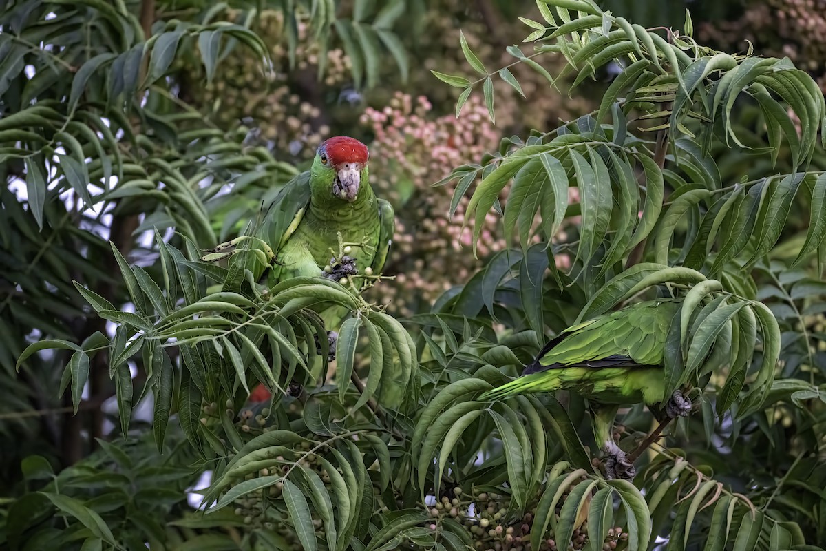 Red-crowned Amazon - ML642654605