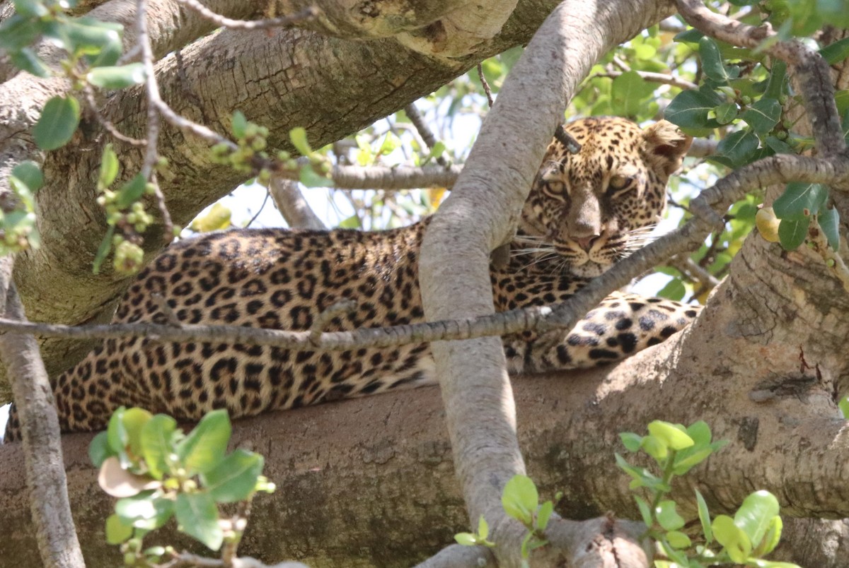 Leopard - ML642654625