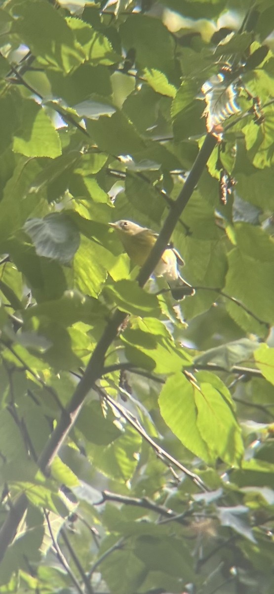 Magnolia Warbler - ML642654653