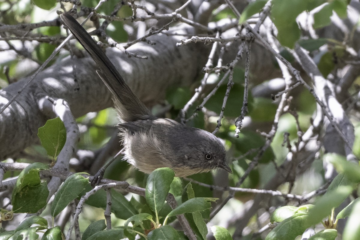 Wrentit - ML642654656