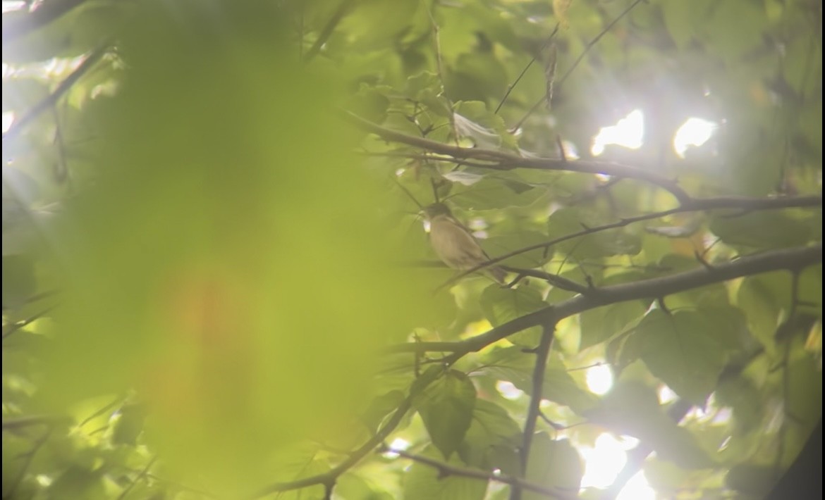 Bay-breasted Warbler - ML642654670