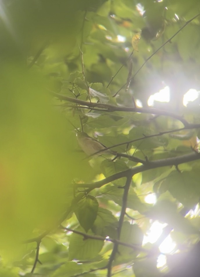 Bay-breasted Warbler - ML642654671