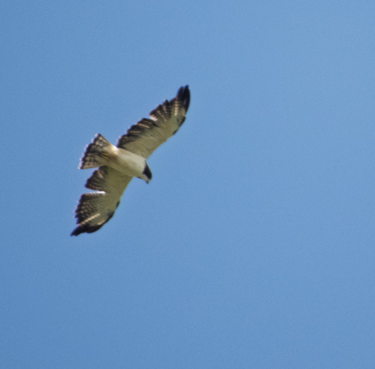 Short-tailed Hawk - ML642654694