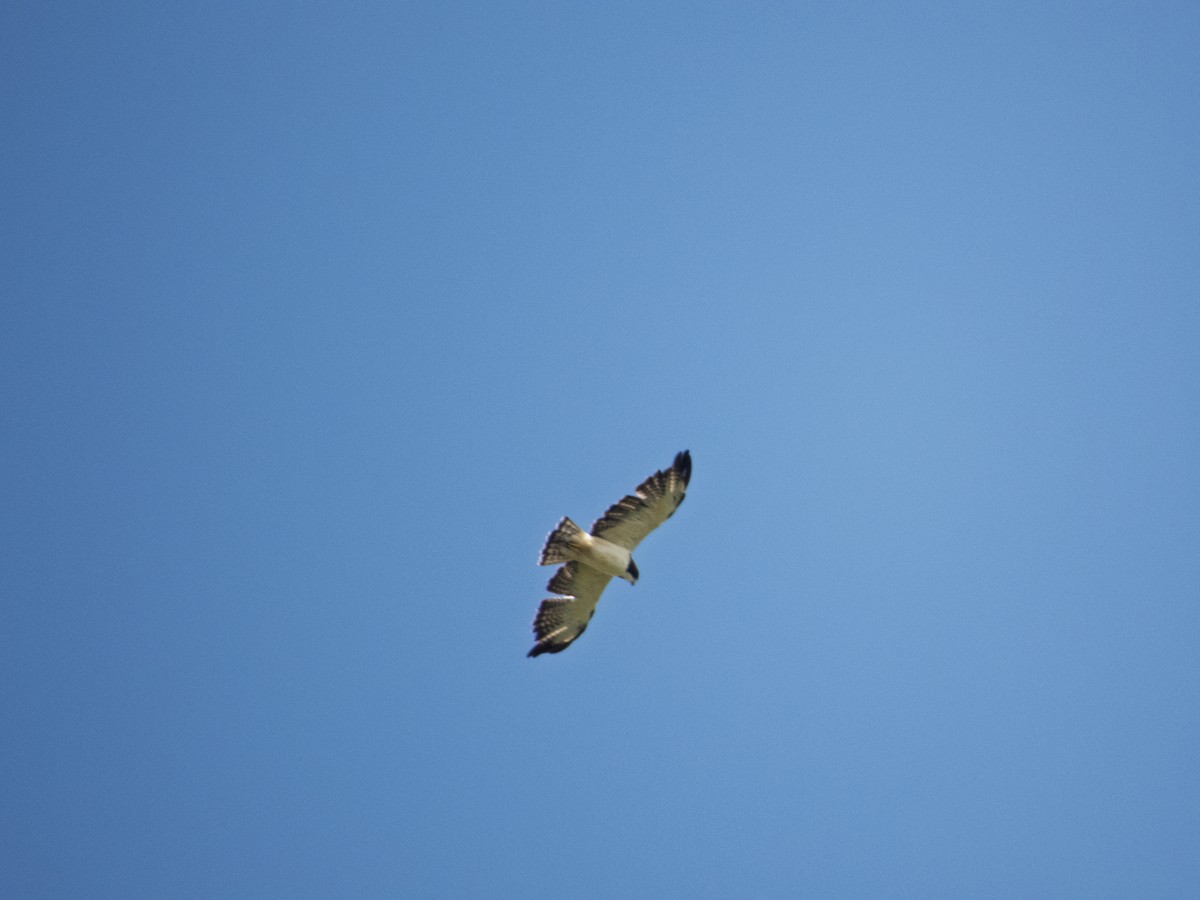 Short-tailed Hawk - ML642654695