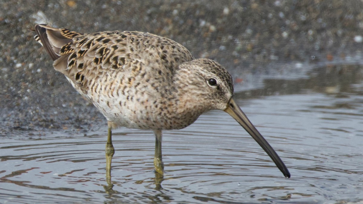 Short-billed Dowitcher - ML642654702