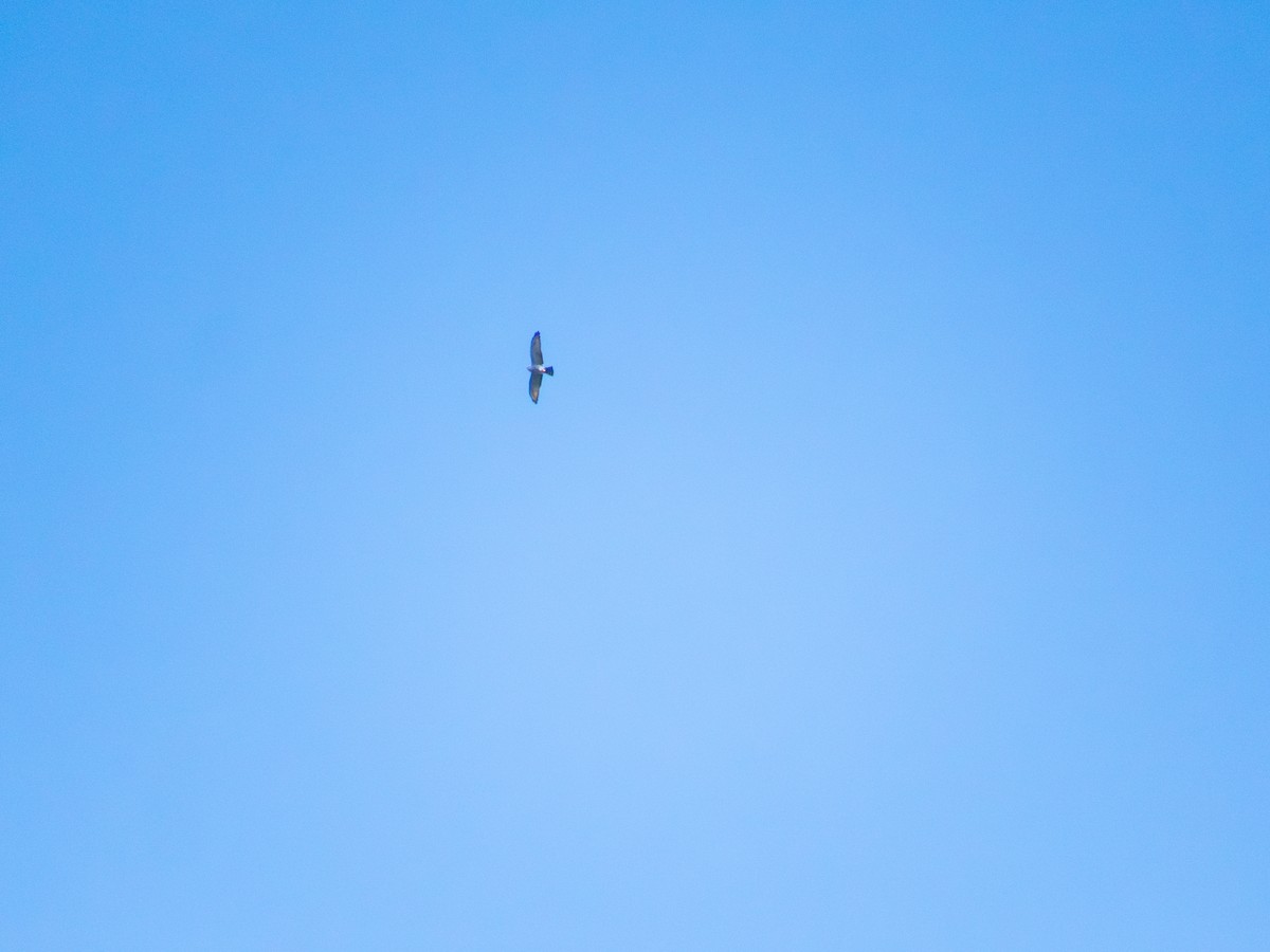 Plumbeous Kite - ML642654704
