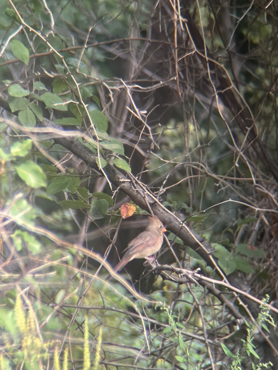 Northern Cardinal - ML642654712