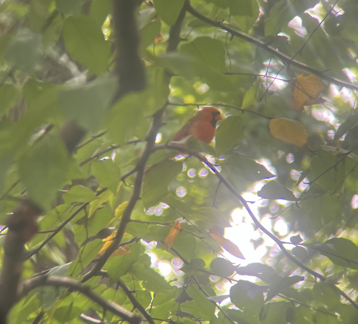 Northern Cardinal - ML642654713