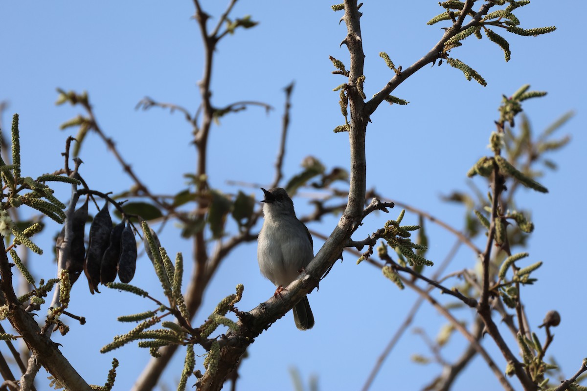 Green-backed Camaroptera - ML642654717