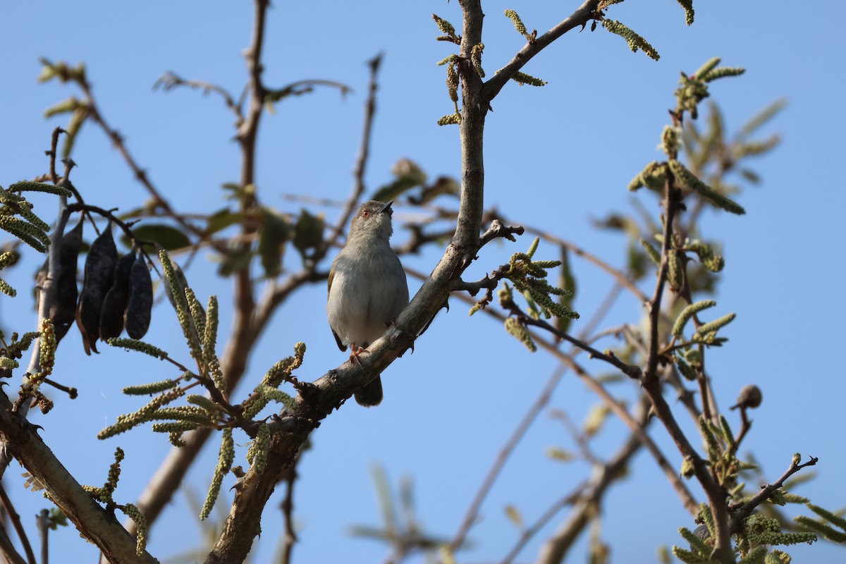 Green-backed Camaroptera - ML642654718