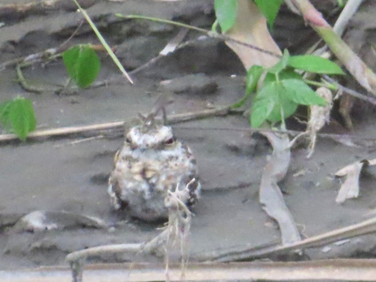 Ladder-tailed Nightjar - ML642654722