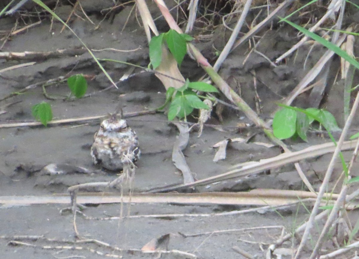 Ladder-tailed Nightjar - ML642654725