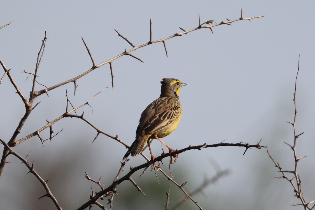 Yellow-throated Longclaw - ML642654735