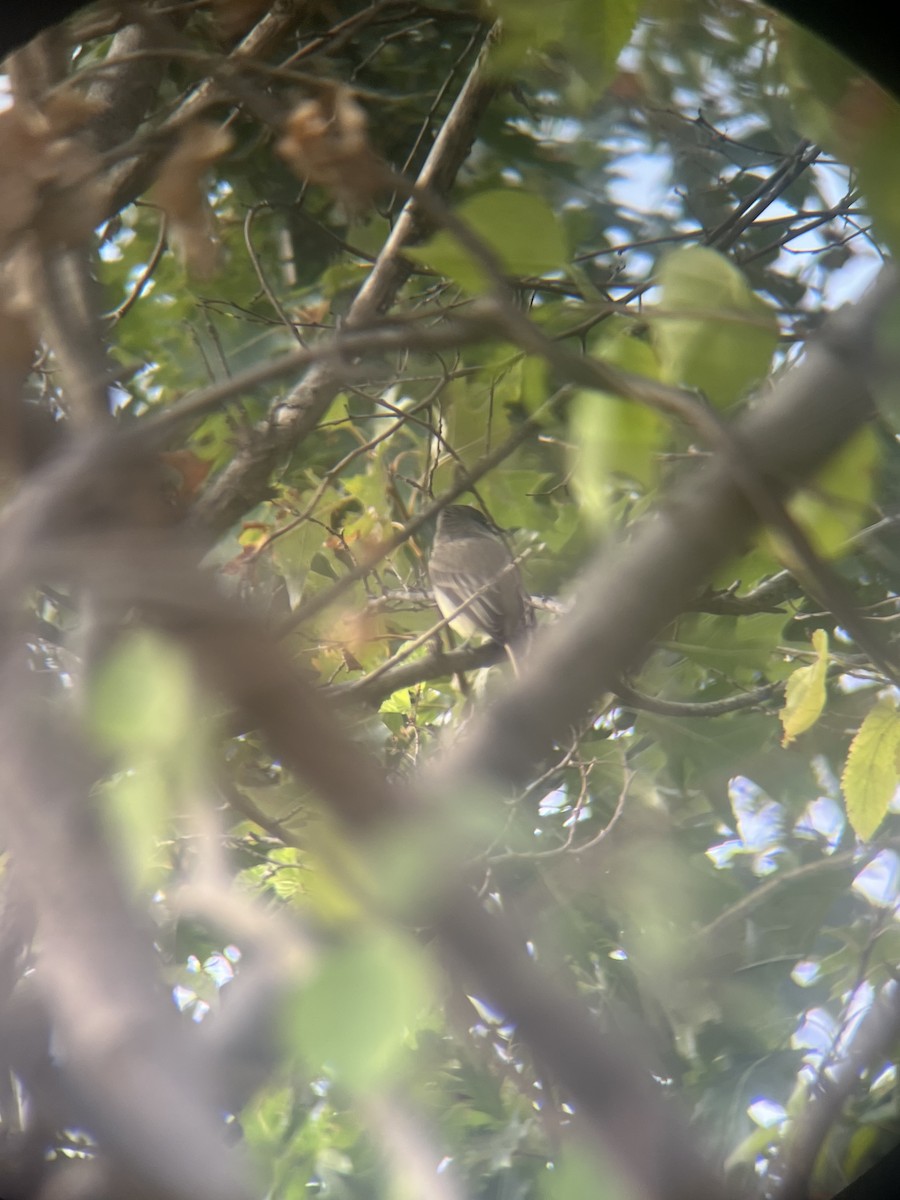 Eastern Phoebe - ML642654744