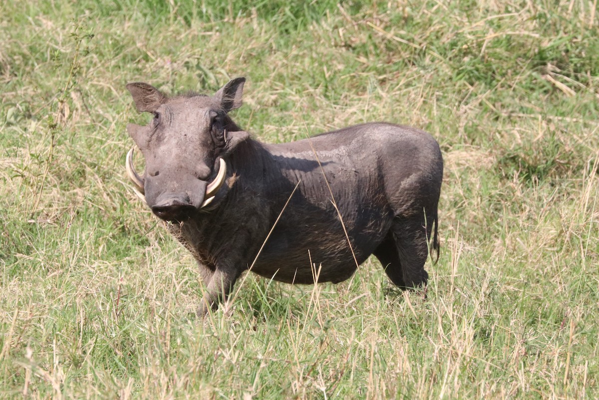 Common Warthog - ML642654777