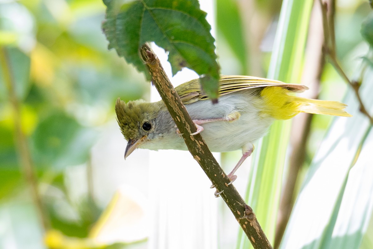 White-bellied Erpornis - ML642654778