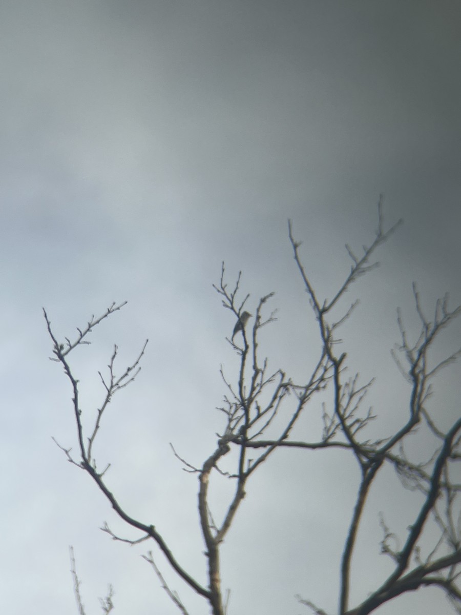 new world flycatcher sp. - ML642654781