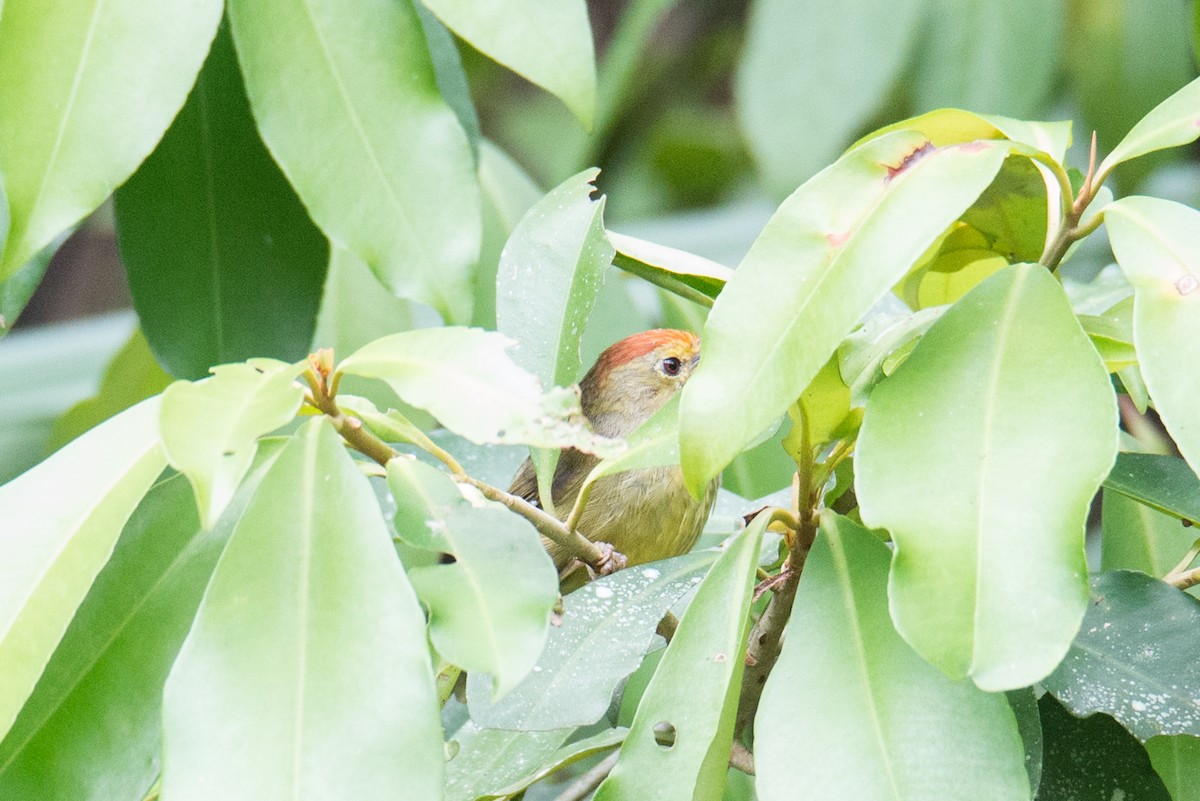 Rufous-capped Babbler - ML642654783