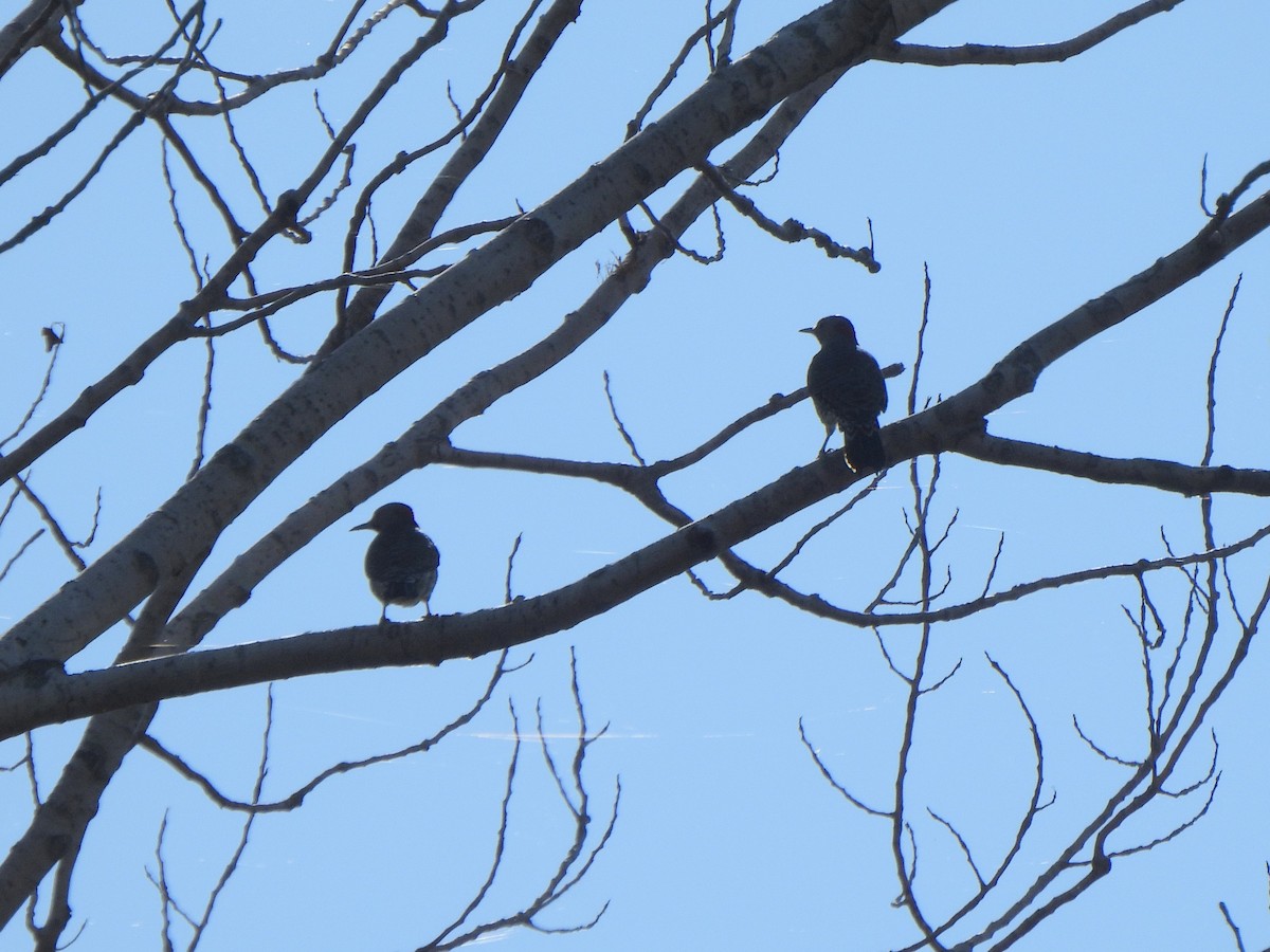 Northern Flicker (Yellow-shafted) - ML642654784