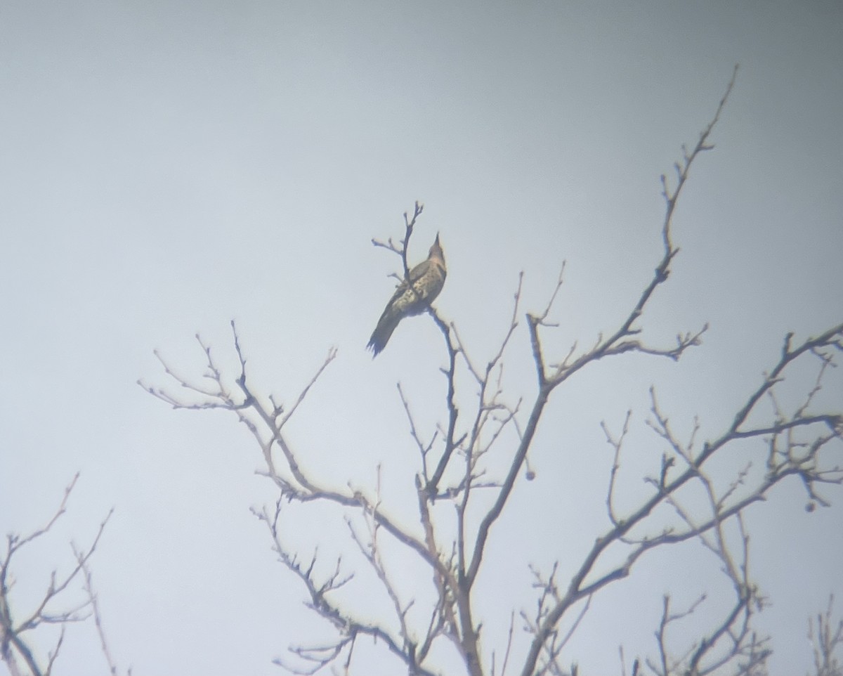 Northern Flicker - ML642654785