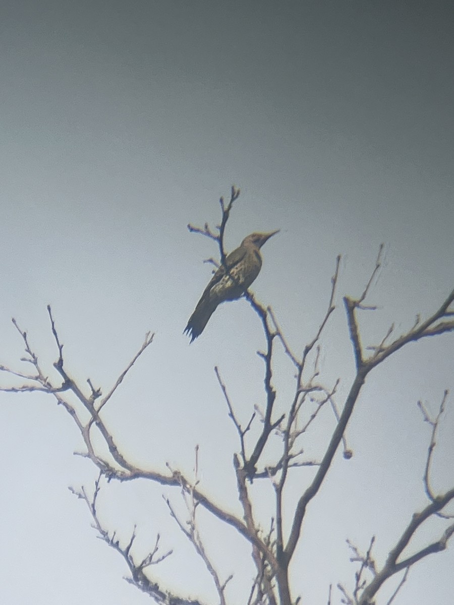 Northern Flicker - ML642654786