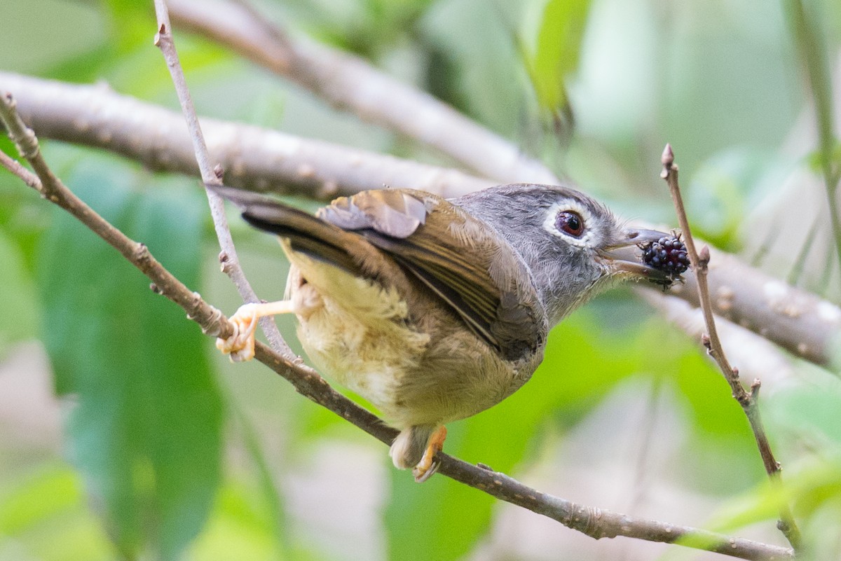Morrison's Fulvetta - ML642654788