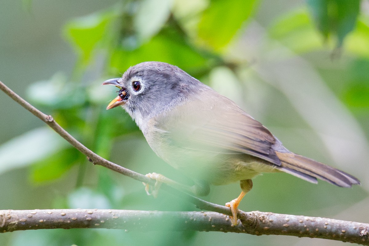 Morrison's Fulvetta - ML642654789