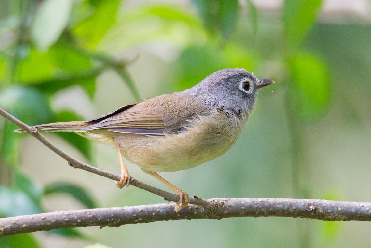 Morrison's Fulvetta - ML642654790