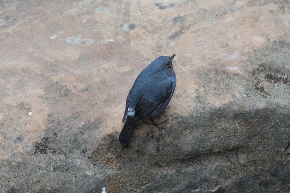 Plumbeous Redstart - ML642654799