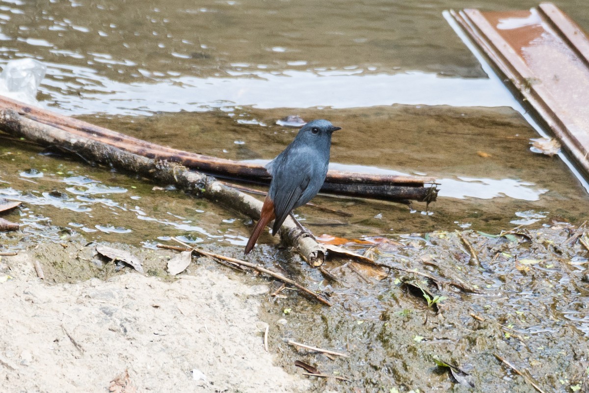 Plumbeous Redstart - ML642654800