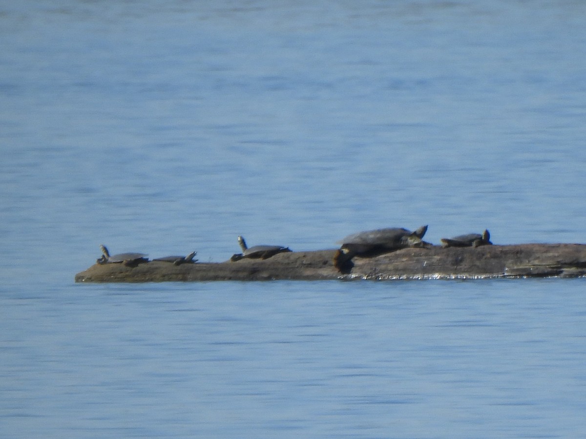 Spiny Softshell - ML642654813