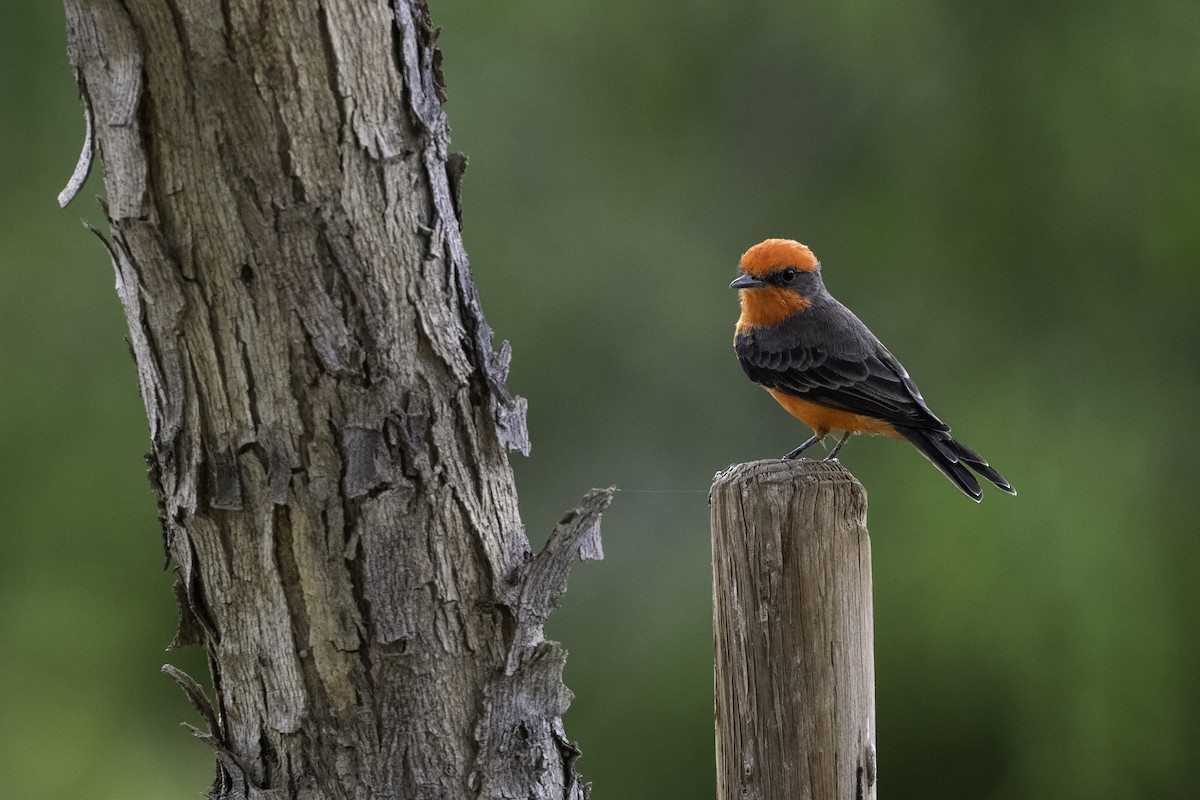 Vermilion Flycatcher - ML642654835