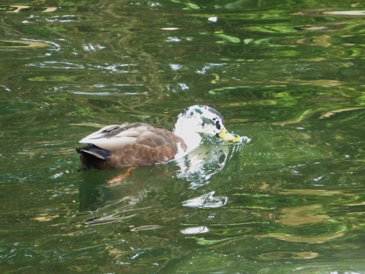 Mallard (Domestic type) - ML642654843